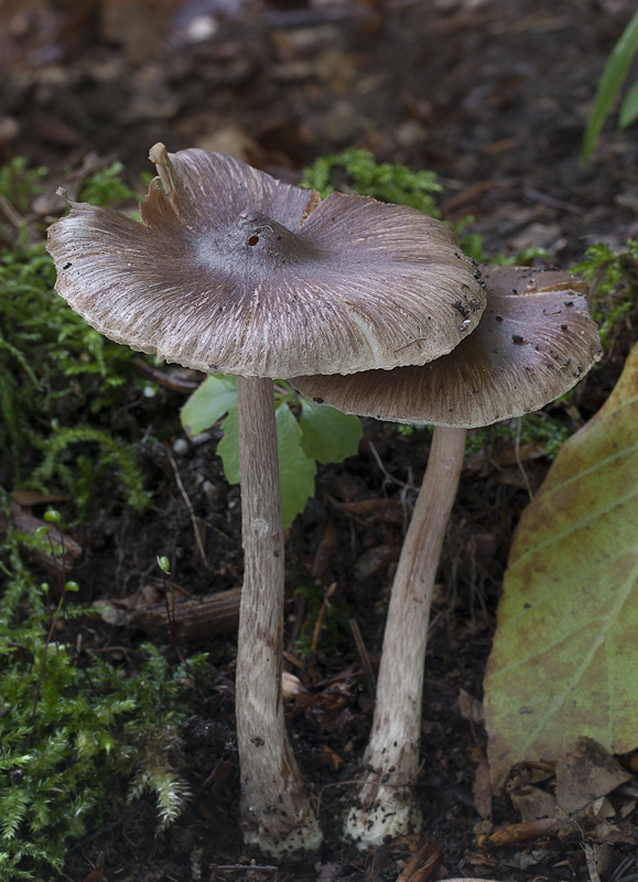 Inocybe assimilata